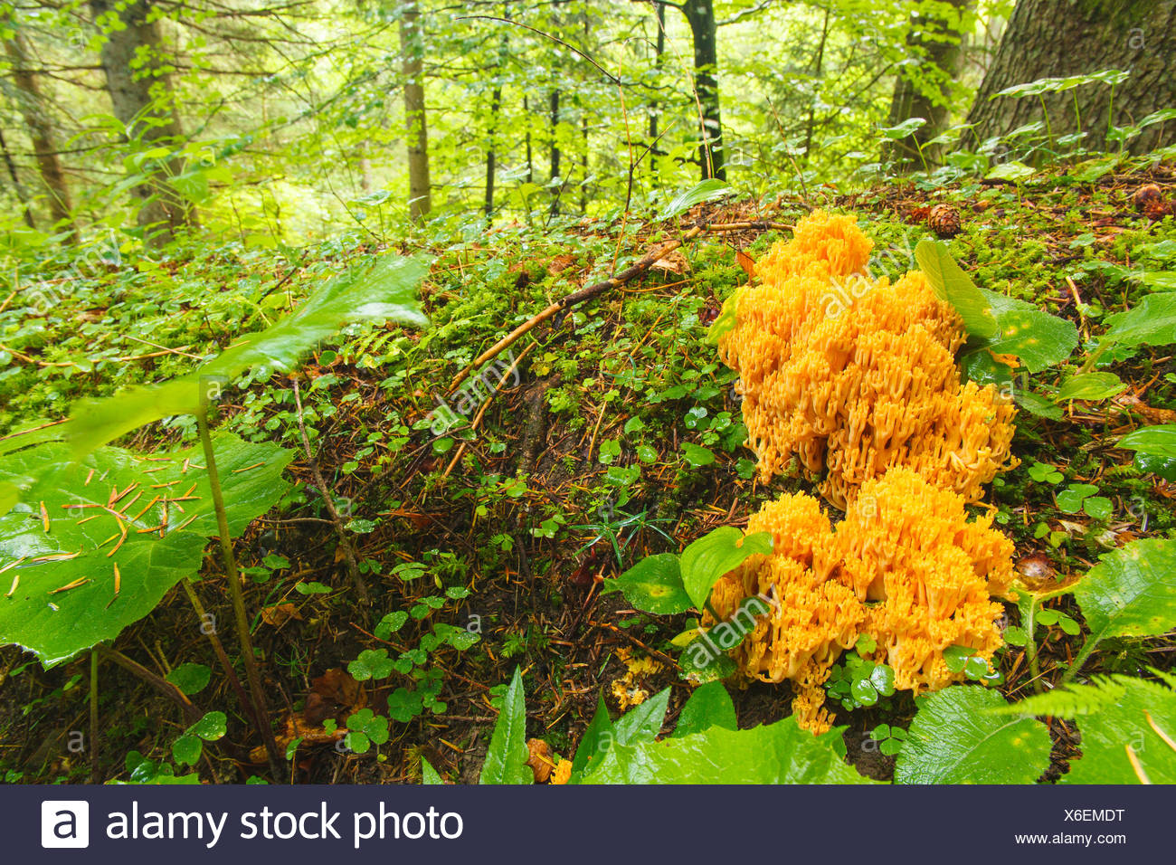 Heterotroph Stock Photos & Heterotroph Stock Images Alamy