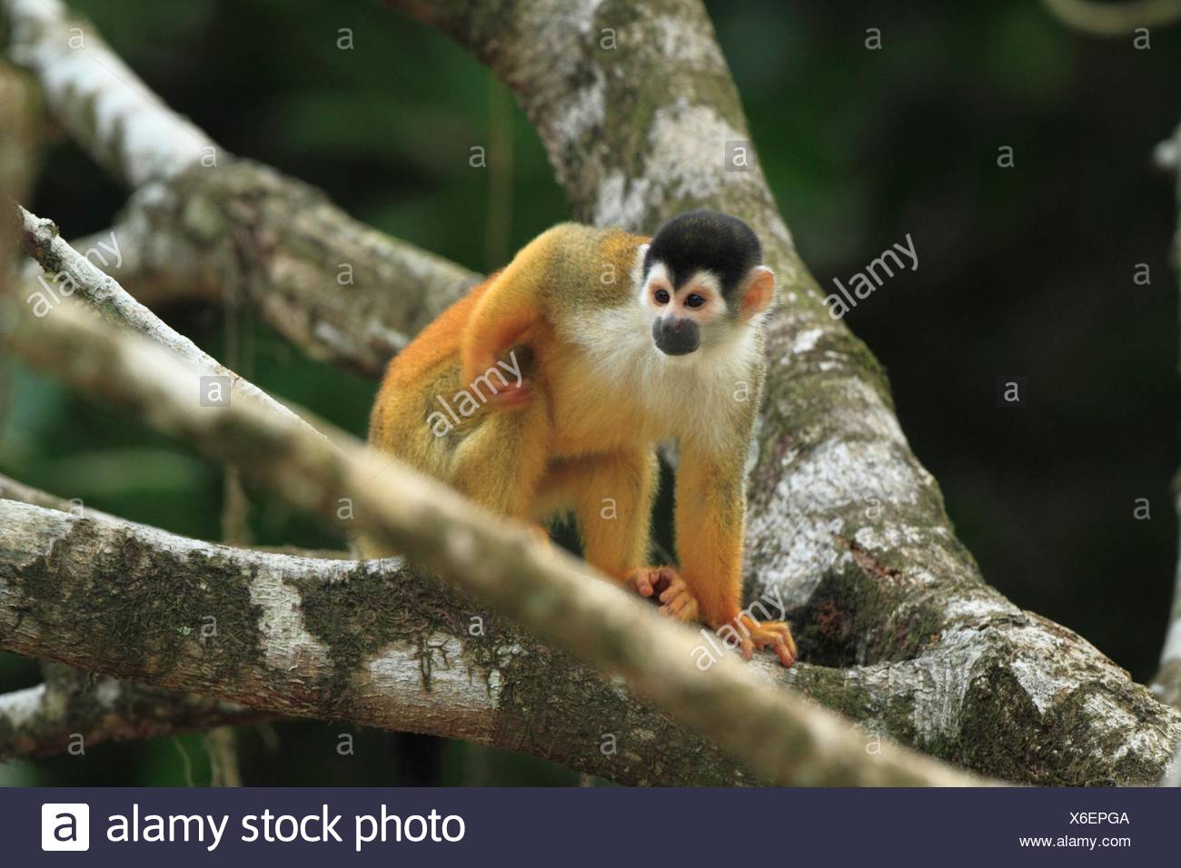 Mono Titi Saimiri Oerstedii En El Parque Nacional De Corcovado Peninsula De Osa Costa Rica Stock Photo Alamy Mono Titi Saimiri Oerstedii En El Parque Nacional De Corcovado Peninsula De Osa Costa Rica Stock Photo Alamy