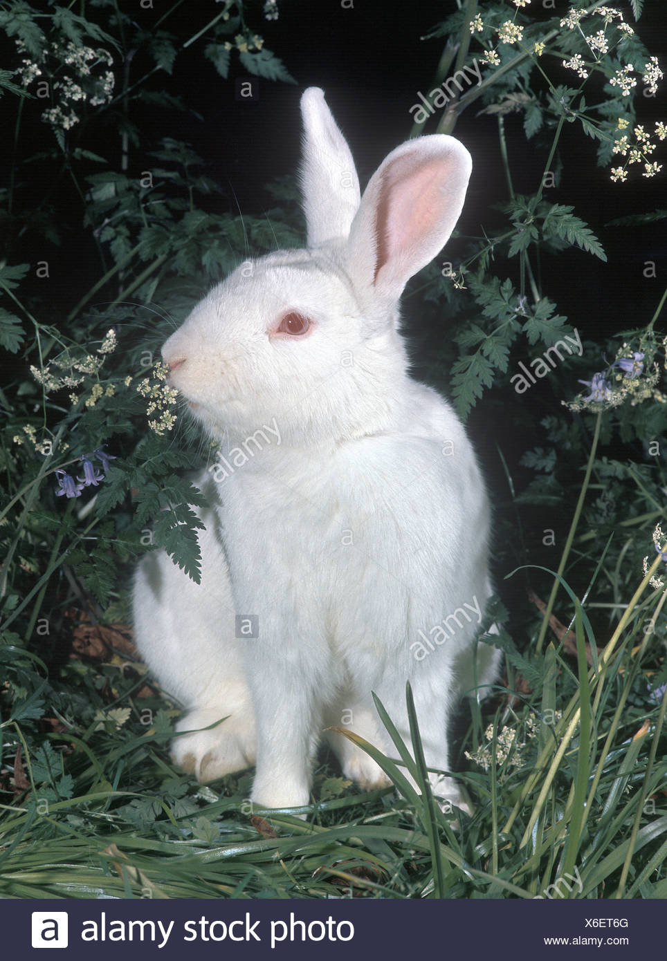 albino rabbit