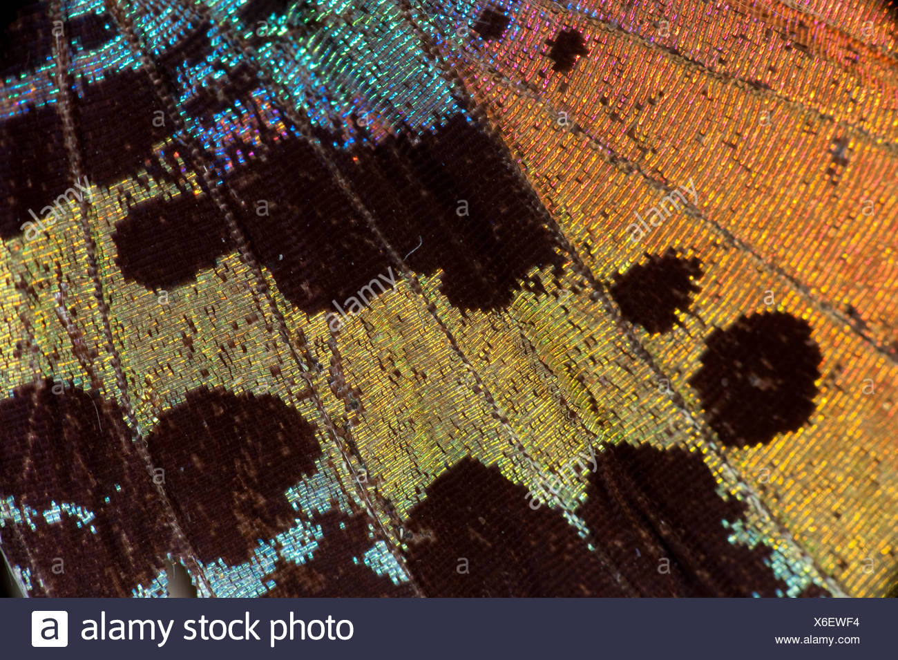 Black And Orange Moth High Resolution Stock Photography and Images - Alamy