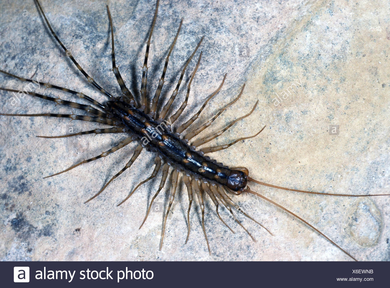 Centipede Antennae Stock Photos & Centipede Antennae Stock Images Alamy