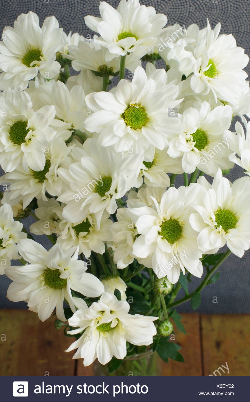 White Chrysanthemums High Resolution Stock Photography and Images Alamy