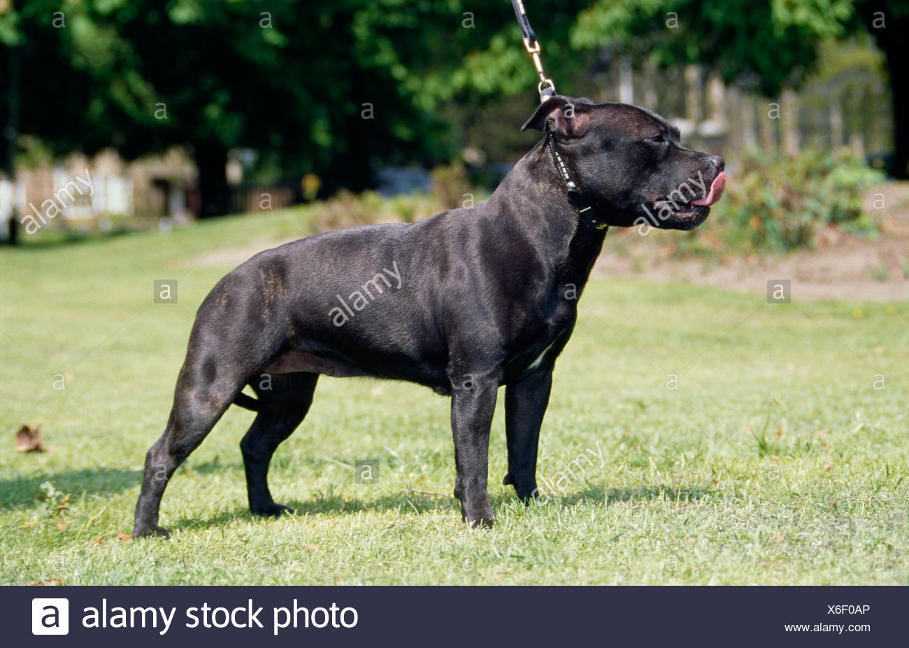 bull terrier as guard dog