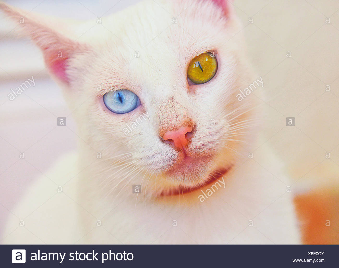 Cat With One Blue Eye And One Yellow Eye Heterochromia Stock Photo Alamy