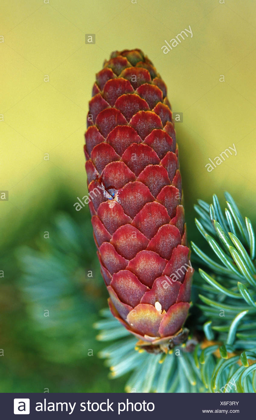 Sitka Spruce Cone High Resolution Stock Photography and Images - Alamy