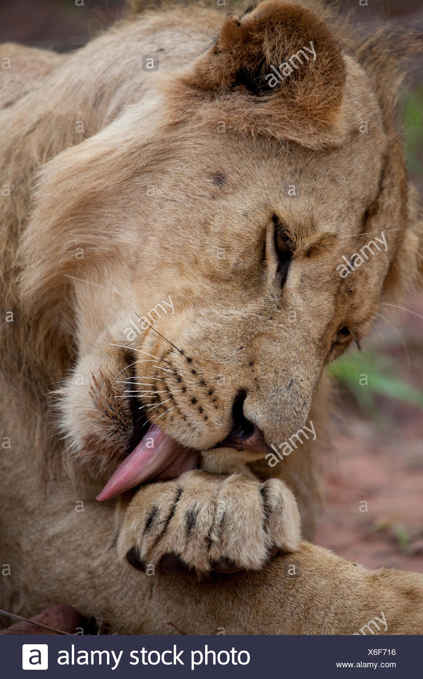 An African lion, Panthera leo, licks its paw Stock Photo