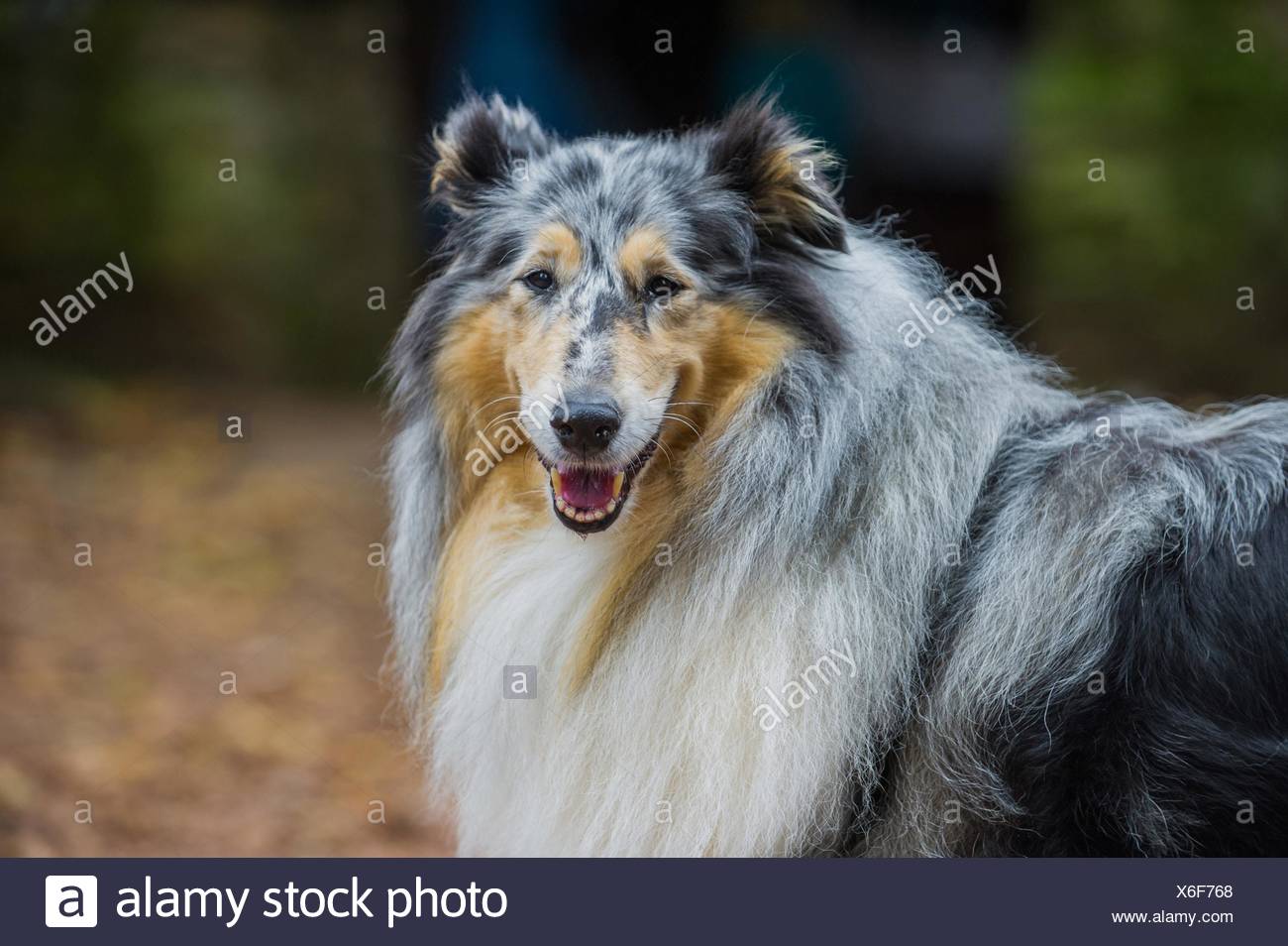 Blue Merle Rough Collie Stock Photos Blue Merle Rough Collie