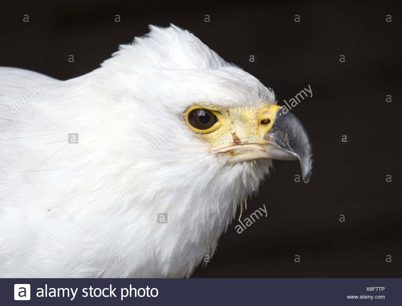 Afrikanischer Greifvogel High Resolution Stock Photography and Images -  Alamy