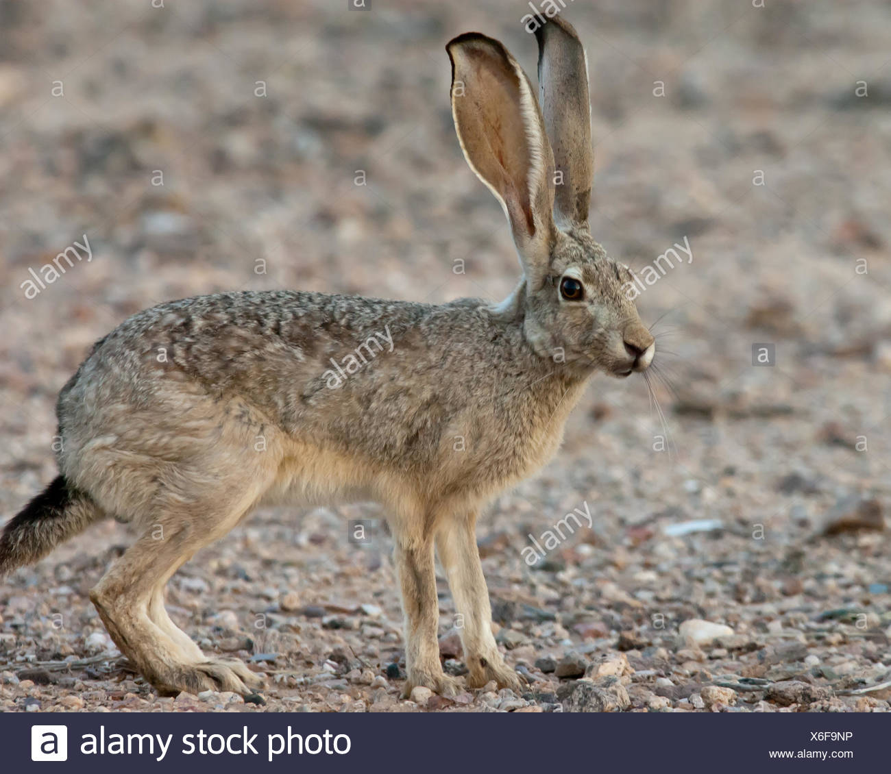 Jack Rabbit Usa >> Portrait Of A Jackrabbit Arizona America Usa Stock Photo Jack Rabbit Usa >> Portrait Of A Jackrabbit Arizona America Usa Stock Photo