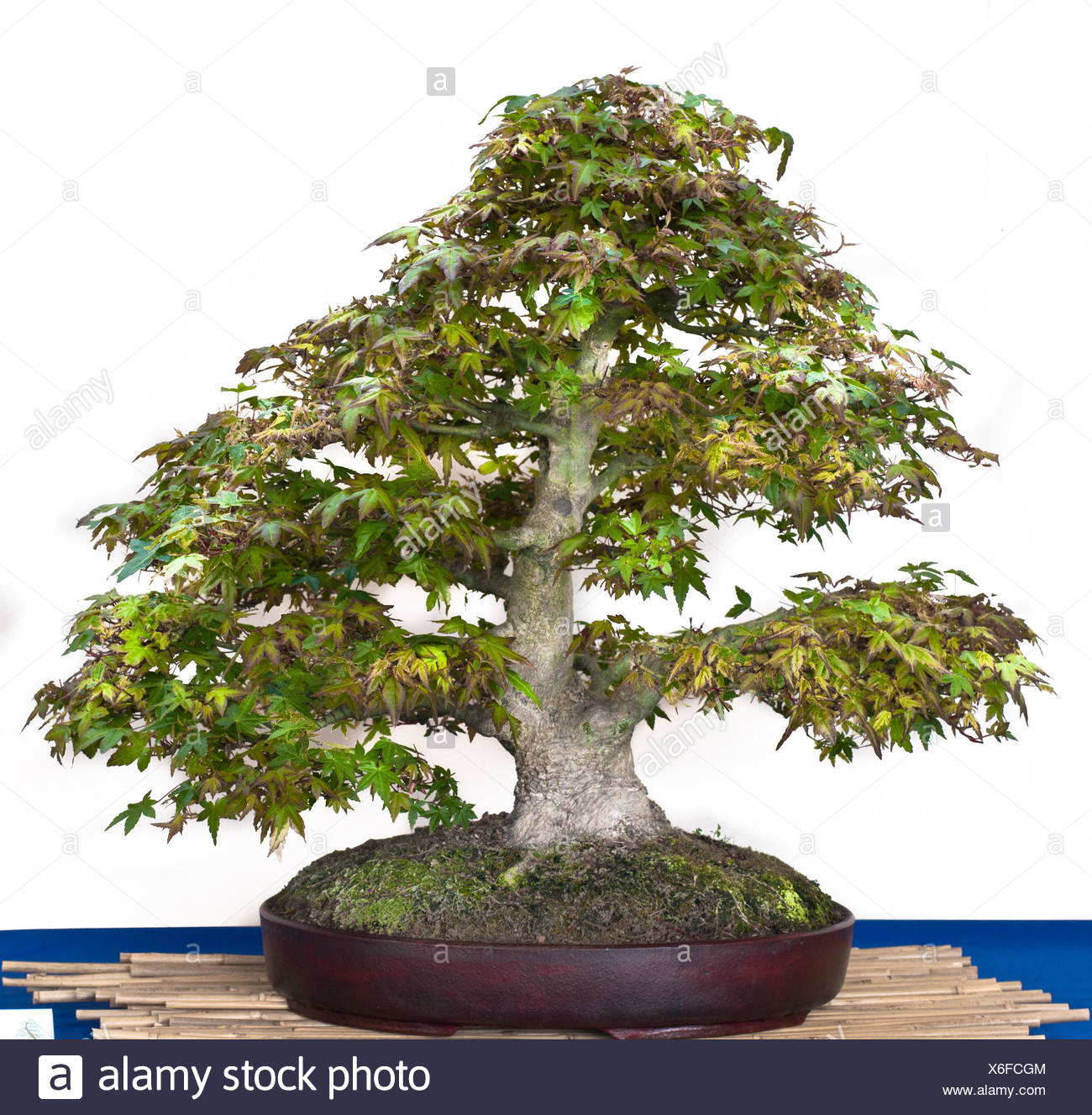 Small Tiny Little Short Maple Japanese Art Optional Tree Trunk Leaves Ripe Stock Photo Alamy