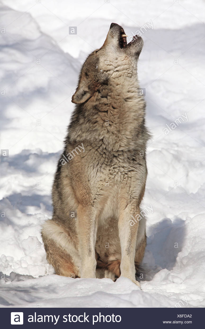 Wolf Sitting High Resolution Stock Photography and Images ...