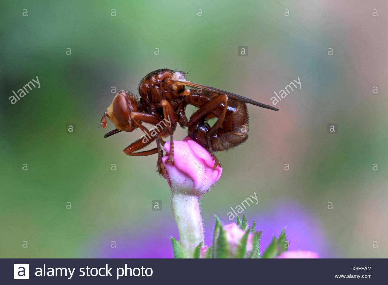 thick-headed flies (Conopidae), on a flower bud, Germany Stock Photo