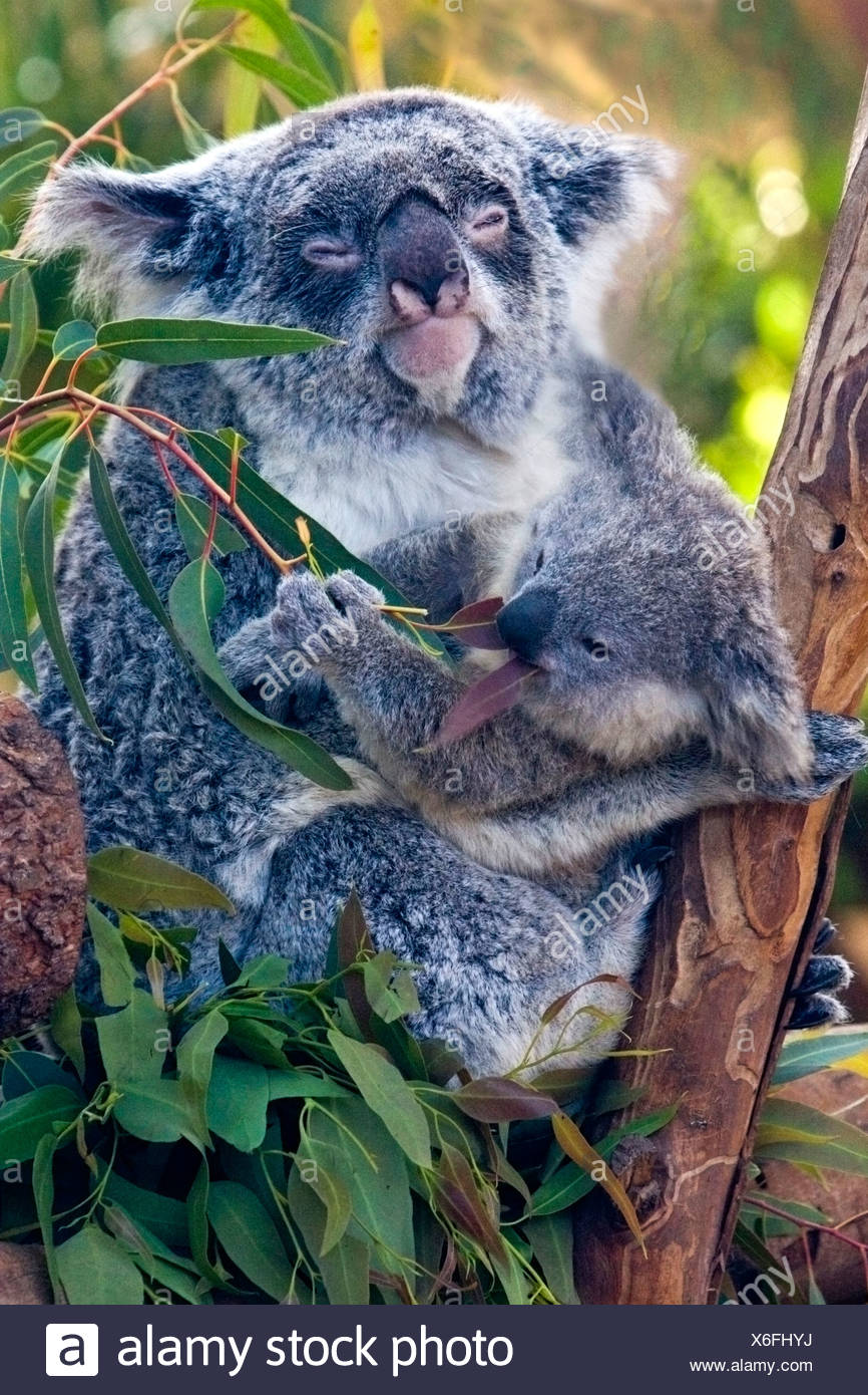 Mom Koala And Baby Koala Joey In Tree Stock Photo 279397206 Alamy