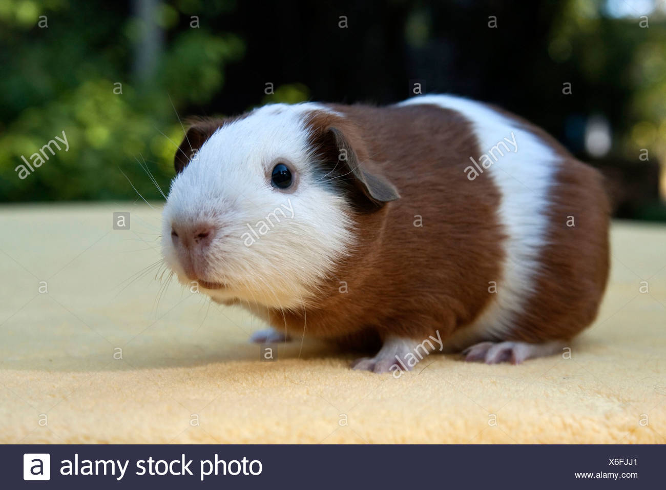 Young Smooth Hair Short Hair Guinea Pig Red White Coloured Stock