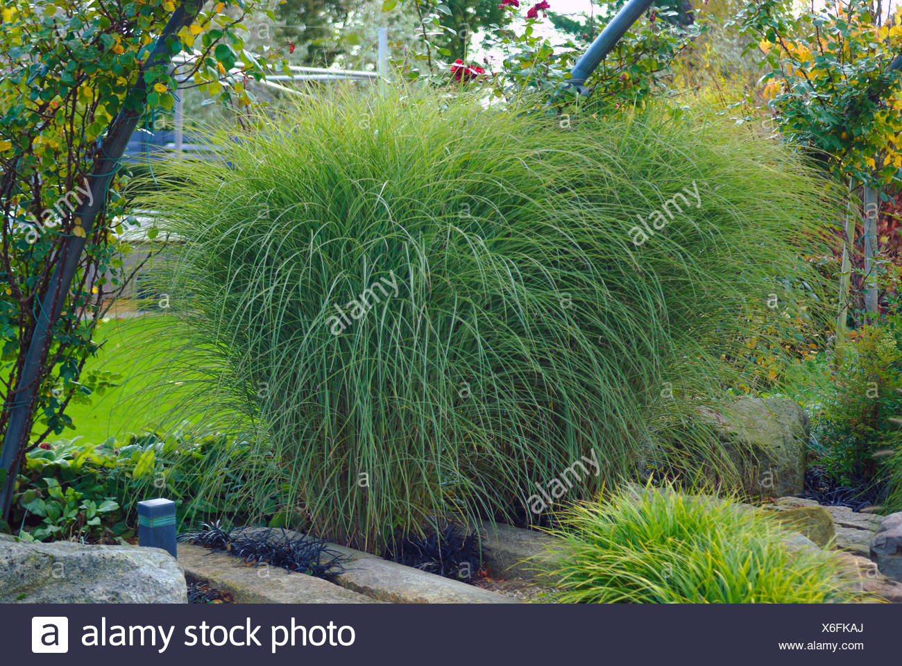 Chinese Silver Grass Zebra Grass Tiger Grass Miscanthus Sinensis Morning Light Miscanthus Sinensis Morning Light Cultivar Morning Light Netherlands Overijssel Stock Photo Alamy Chinese Silver Grass Zebra Grass Tiger Grass Miscanthus Sinensis Morning Light Miscanthus Sinensis Morning Light Cultivar Morning Light Netherlands Overijssel Stock Photo Alamy