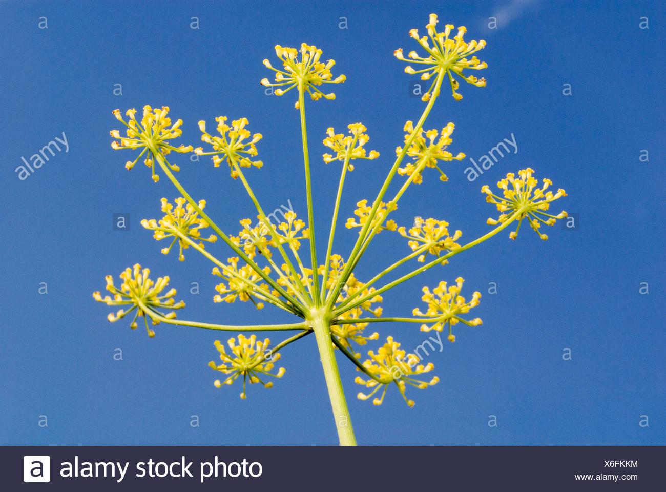 Fennel Flower In Front Of A Blue Sky Foeniculum Vulgare Stock Photo Alamy