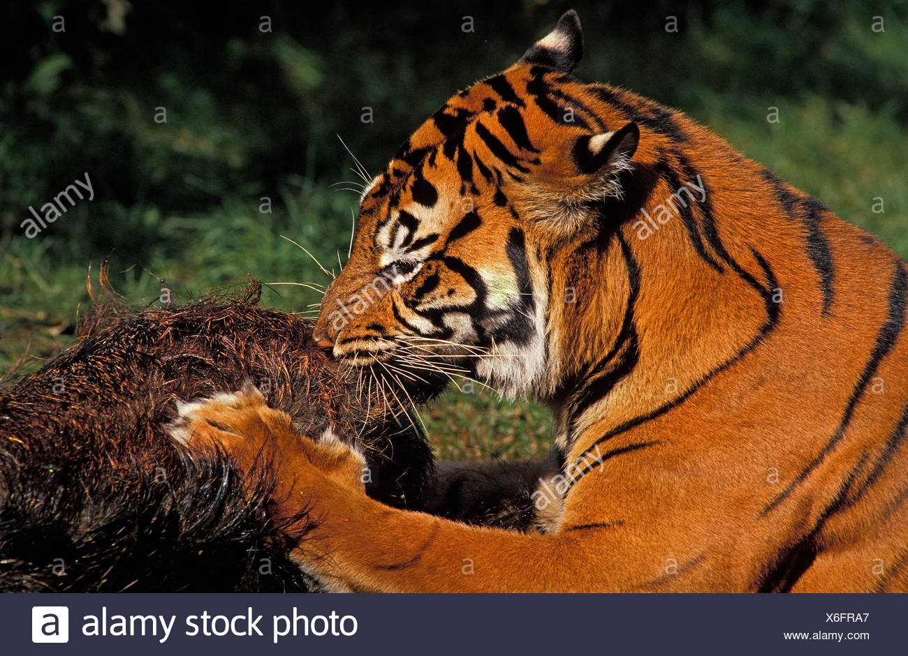Tiger Eating Prey Stock Photos & Tiger Eating Prey Stock Images - Alamy