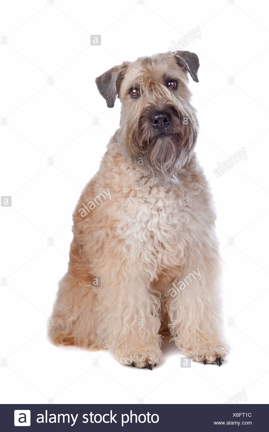 white coated wheaten terrier