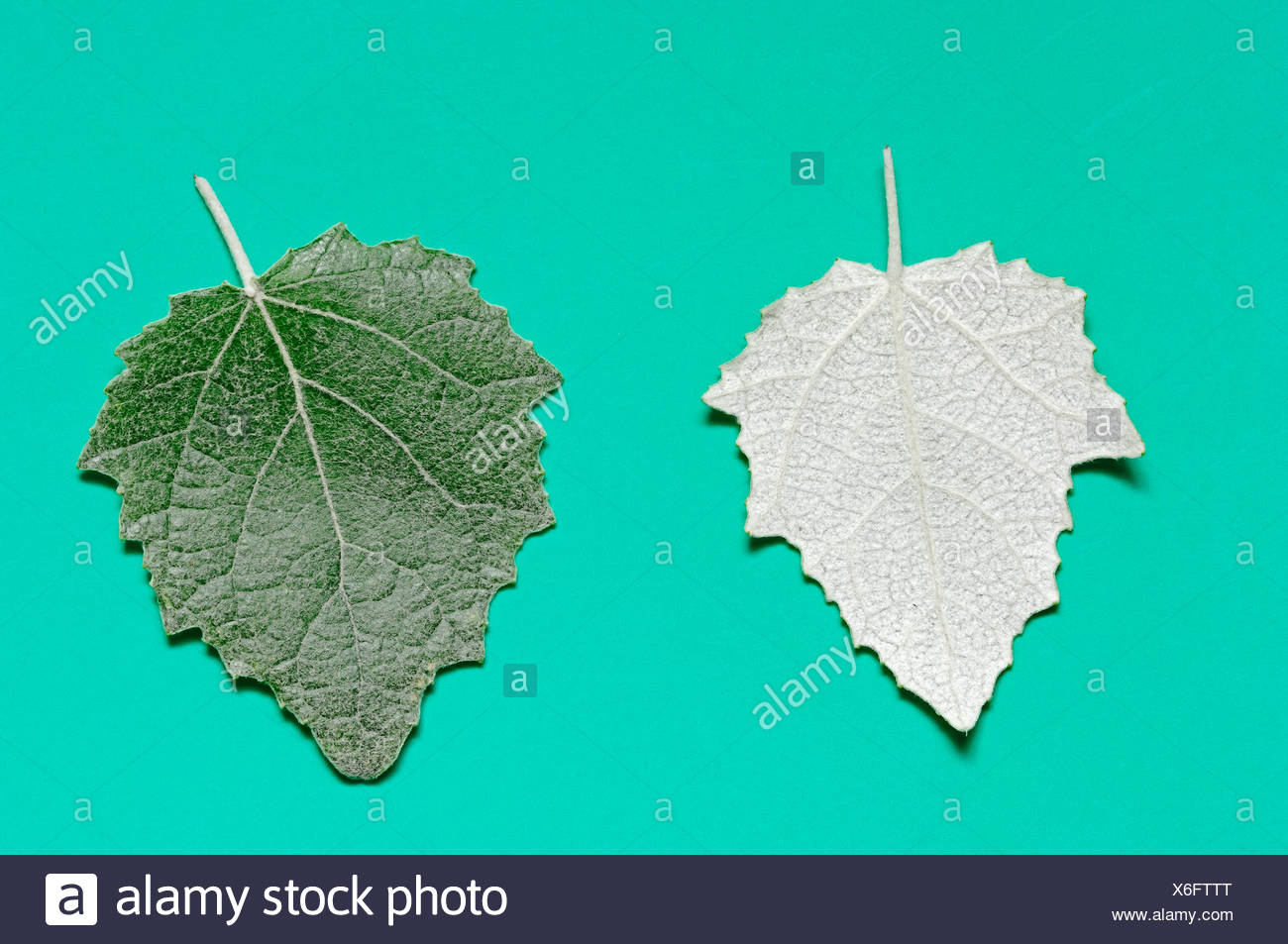Silver Poplar High Resolution Stock Photography And Images Alamy
