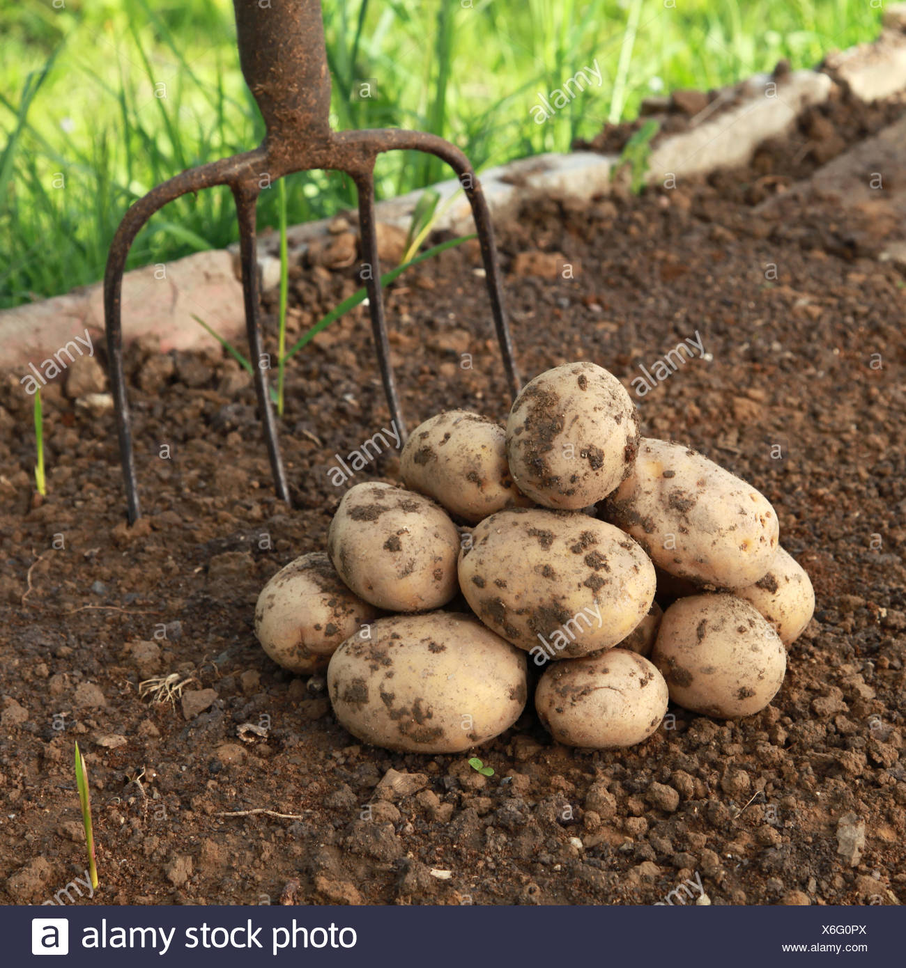 Kartoffel Ernte High Resolution Stock Photography and Images - Alamy