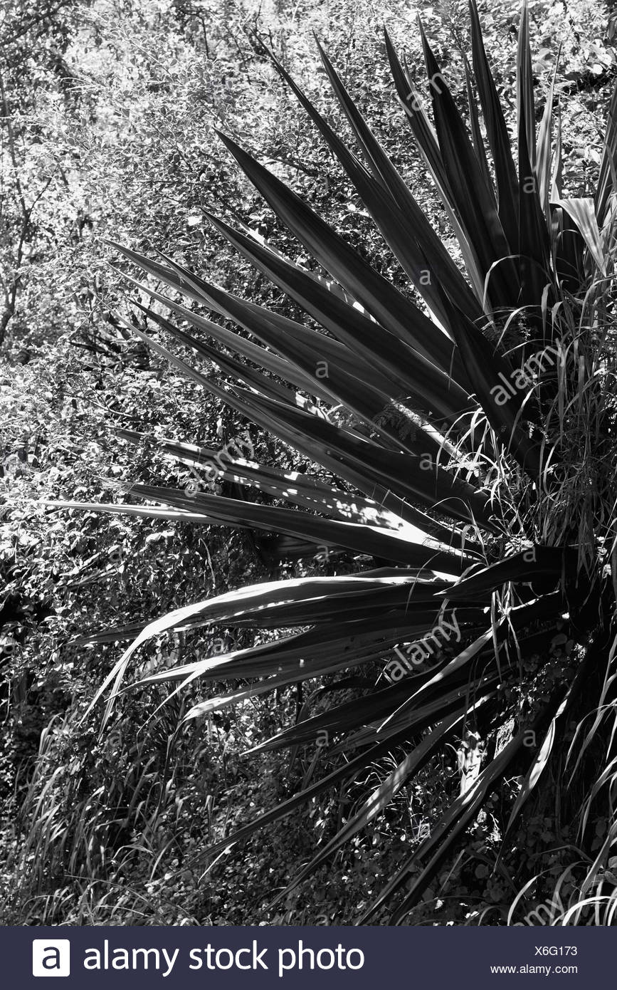 Yucca Black and White Stock Photos & Images Alamy