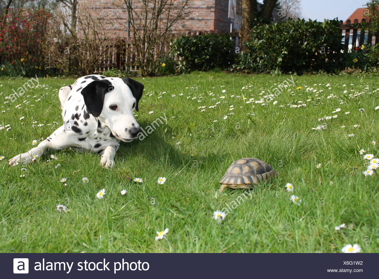 dog-dogs-dalmatian-tortoise-turtles-tortoises-meadow-turtle-garden-reptile-X6G1W2.jpg