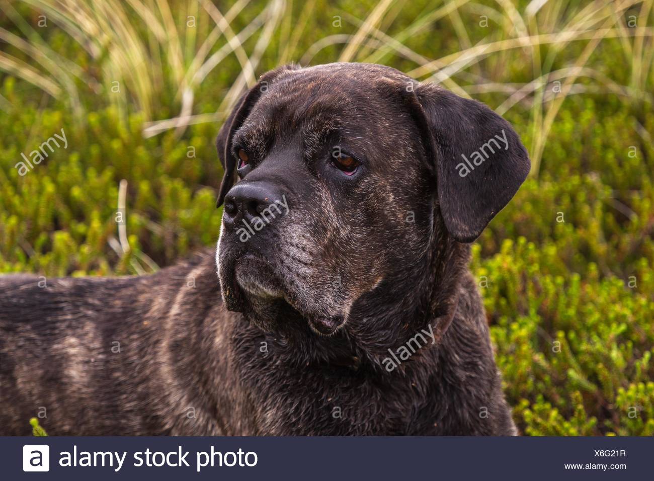 Cane Corso Portrait Stock Photo 279406675 Alamy