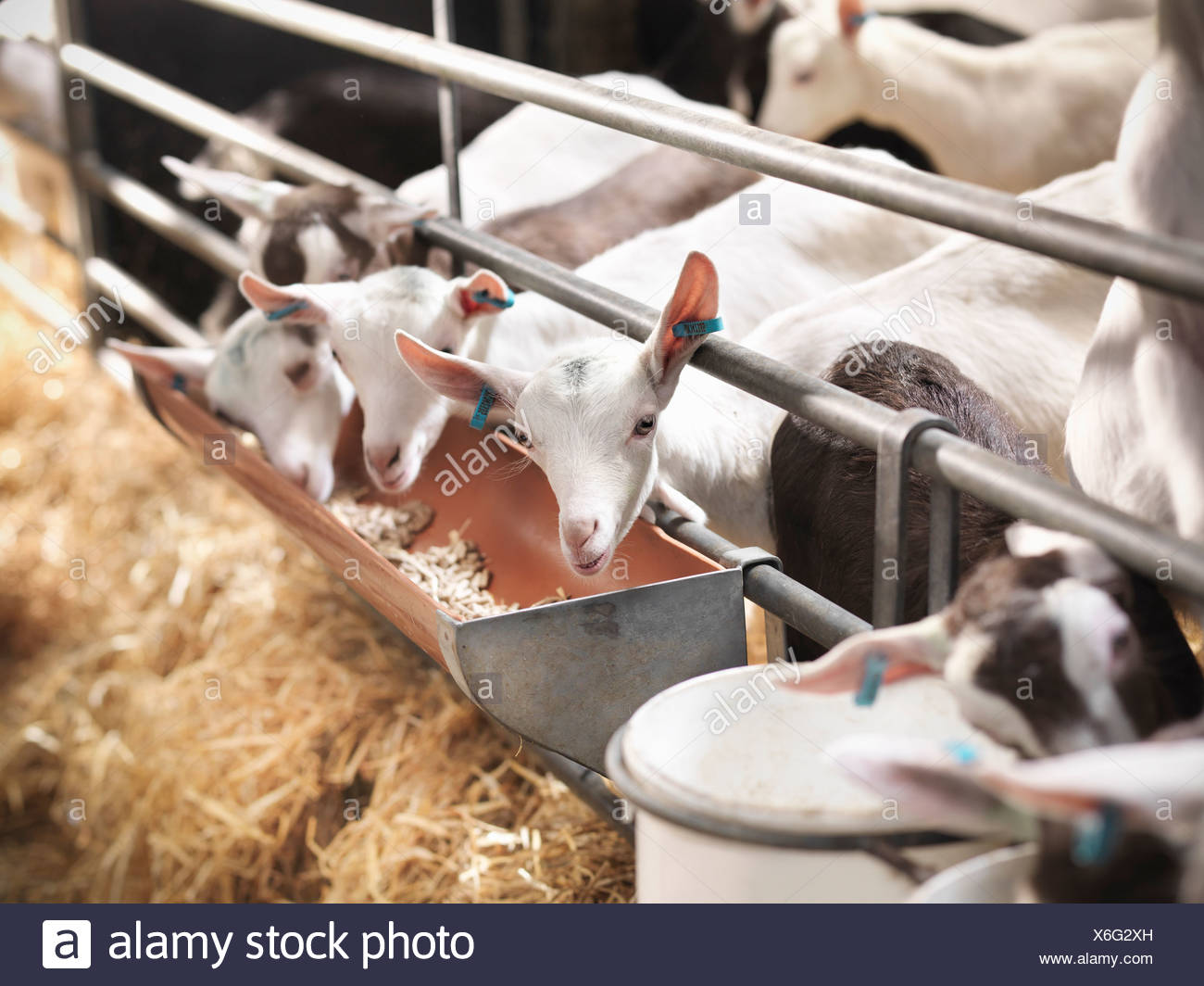 Animal Feeding Trough High Resolution Stock Photography and Images Alamy