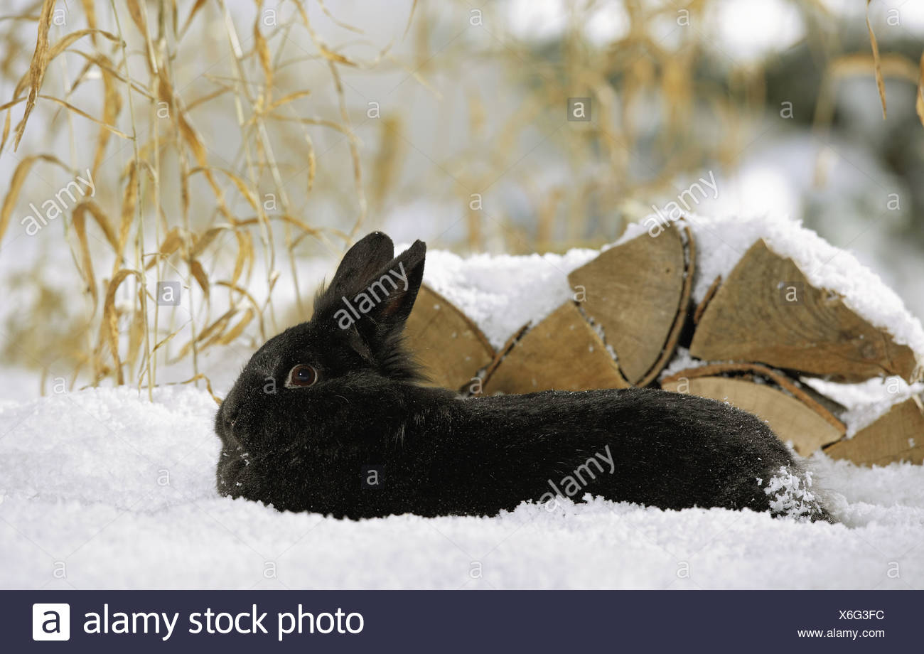 Black Dwarf High Resolution Stock Photography and Images - Alamy