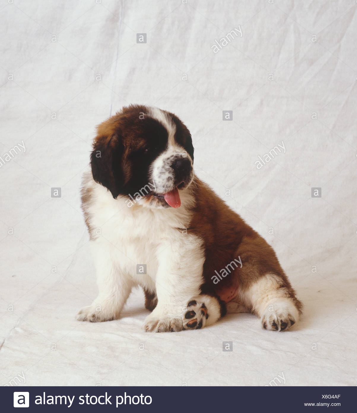 St. Bernard - a dog born in the Alps St. Bernard - a dog born in the Alps