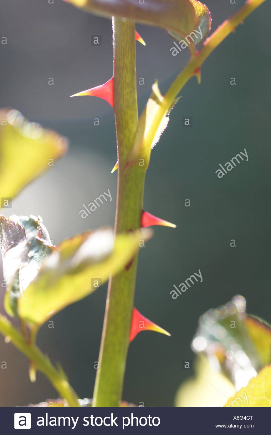Prickles Stock Photos & Prickles Stock Images - Alamy