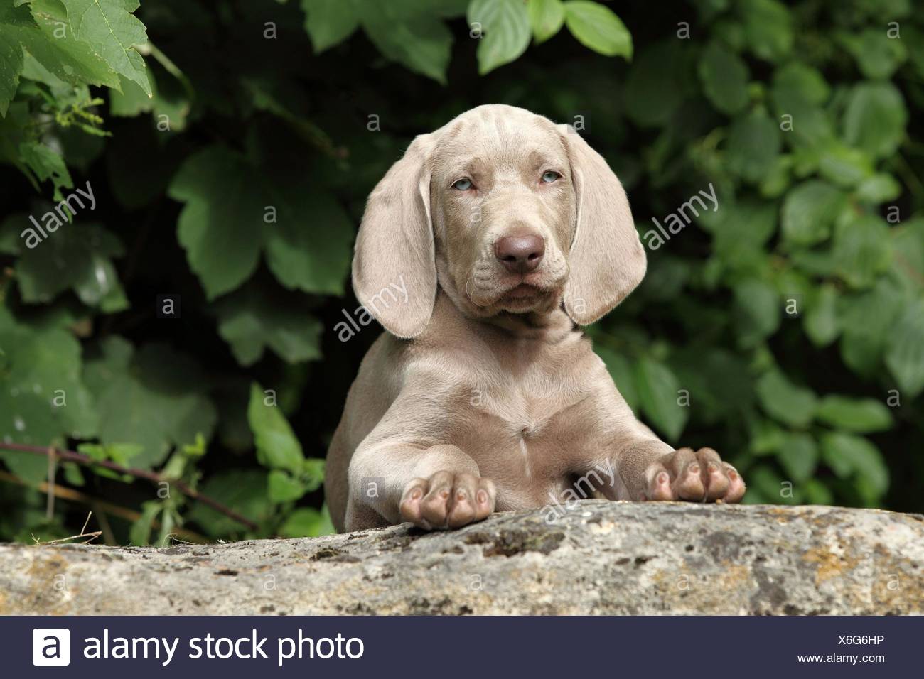 Shorthaired Weimaraner Puppy Stock Photo 279410258 Alamy