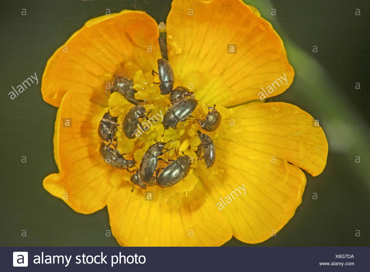 Pollen Feeding Beetles Stock Photos & Pollen Feeding Beetles Stock