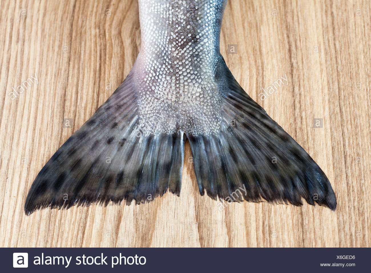 Fish Tail Stock Photos & Fish Tail Stock Images Alamy