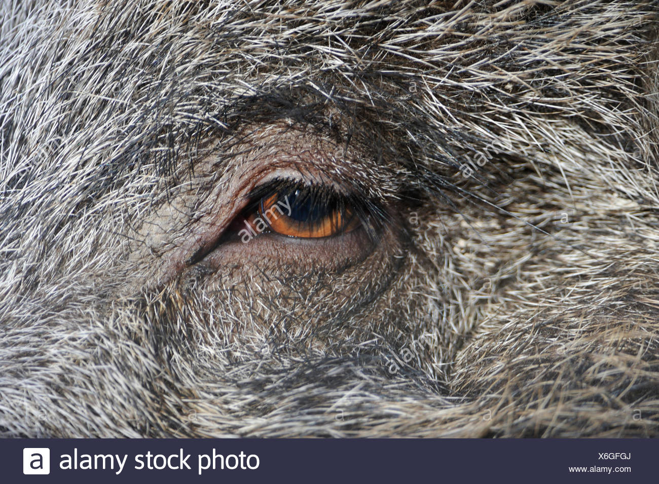 Macro Close Up Macro Admission Close Up View Eye Organ Wild