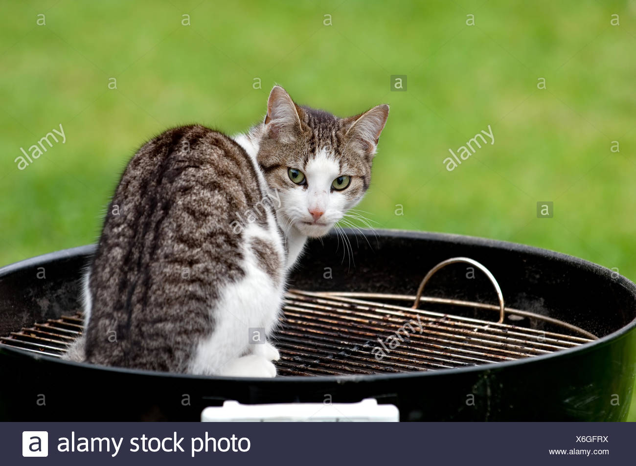 Cat on grill Stock Photo: 279417486 - Alamy