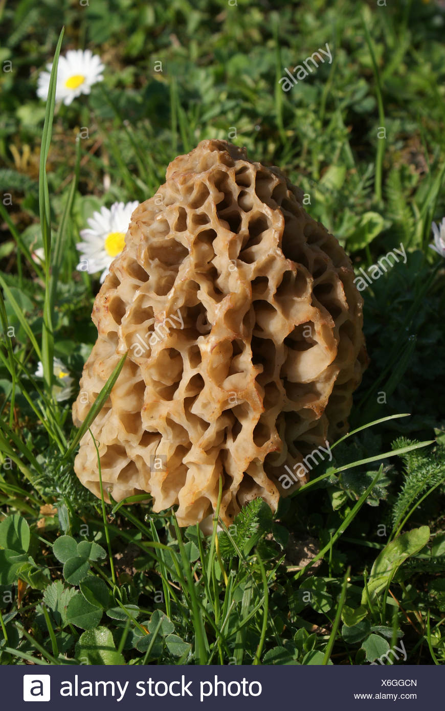 Morel Stock Photos & Morel Stock Images - Alamy