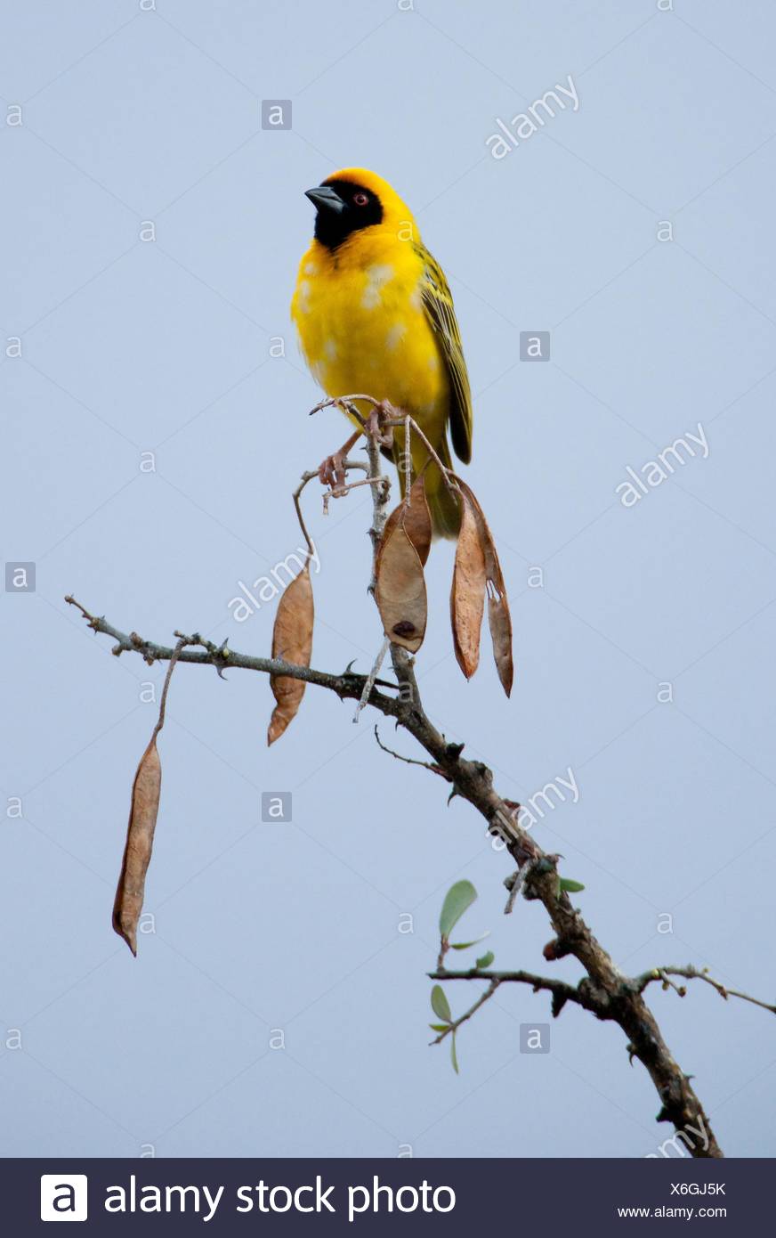 The Weaver Bird High Resolution Stock Photography And Images Alamy The Weaver Bird High Resolution Stock Photography And Images Alamy