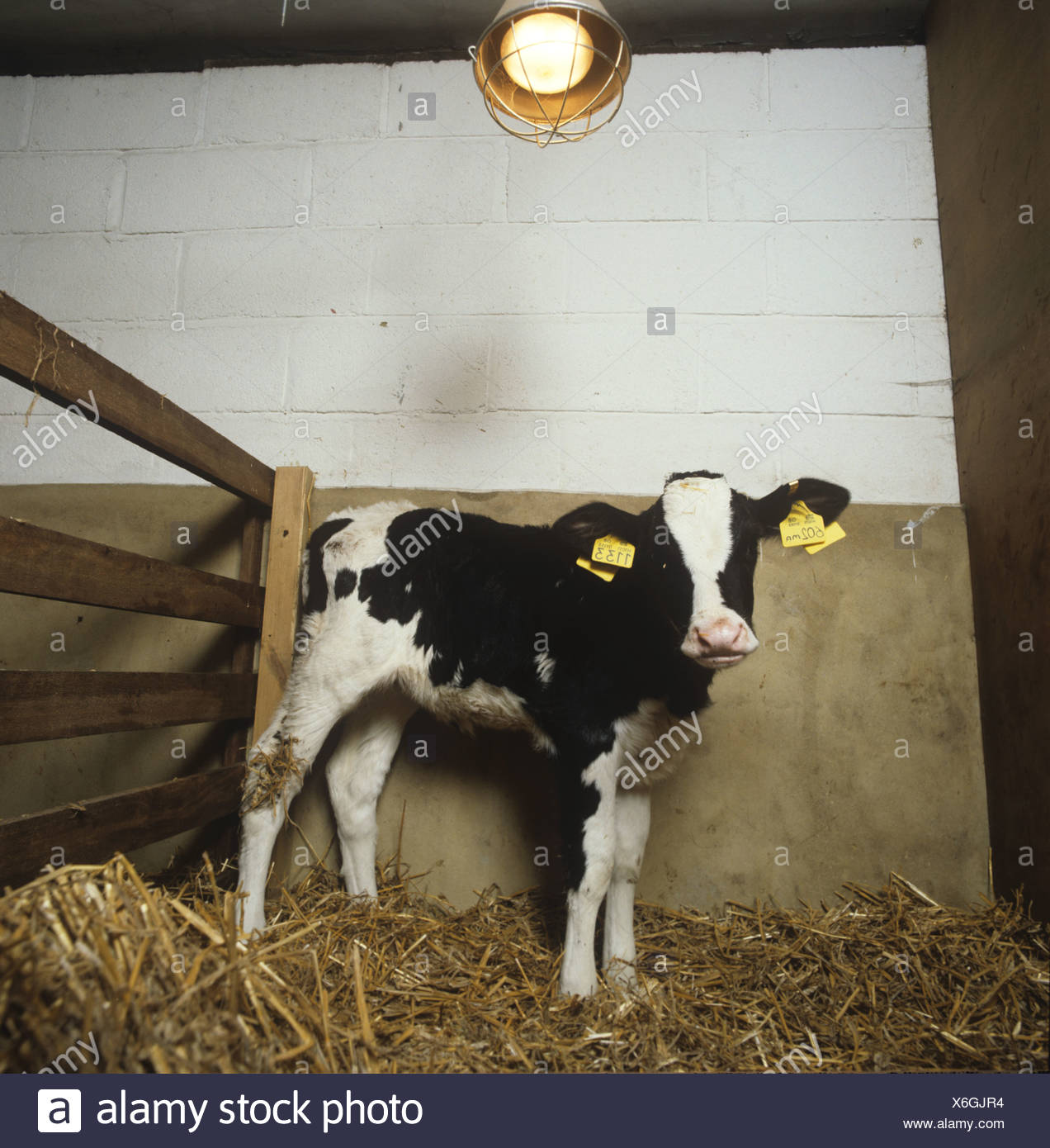 Calf In Straw High Resolution Stock Photography and Images - Alamy