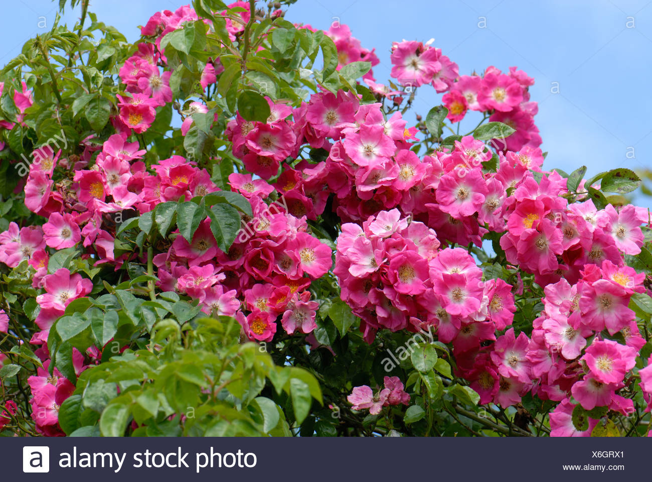 Ornamental Shrub Rose High Resolution Stock Photography and Images - Alamy