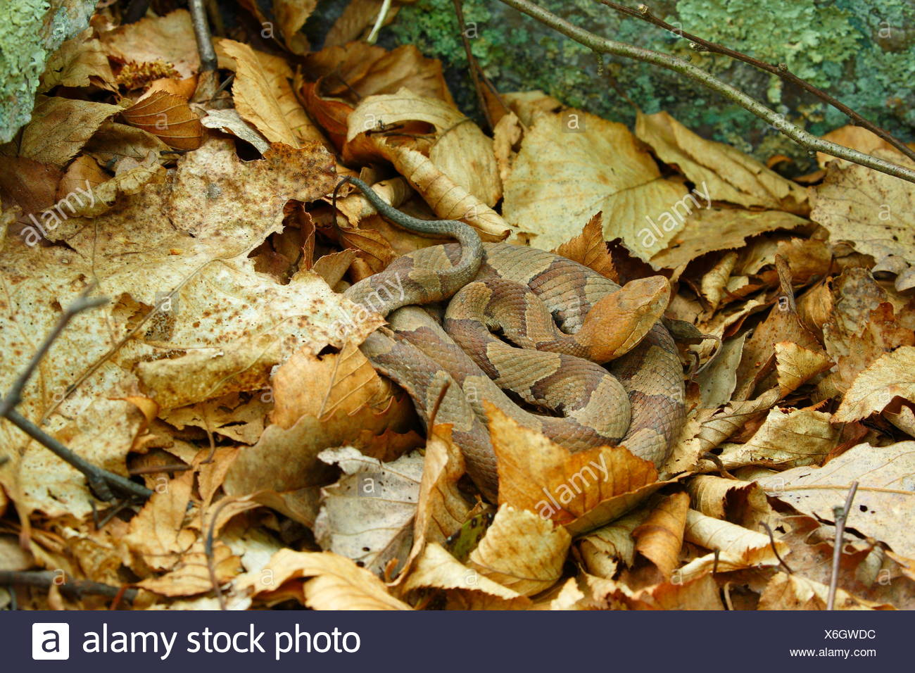 Snake Blending In Blending Stock Photos & Blending Stock Images - Alamy