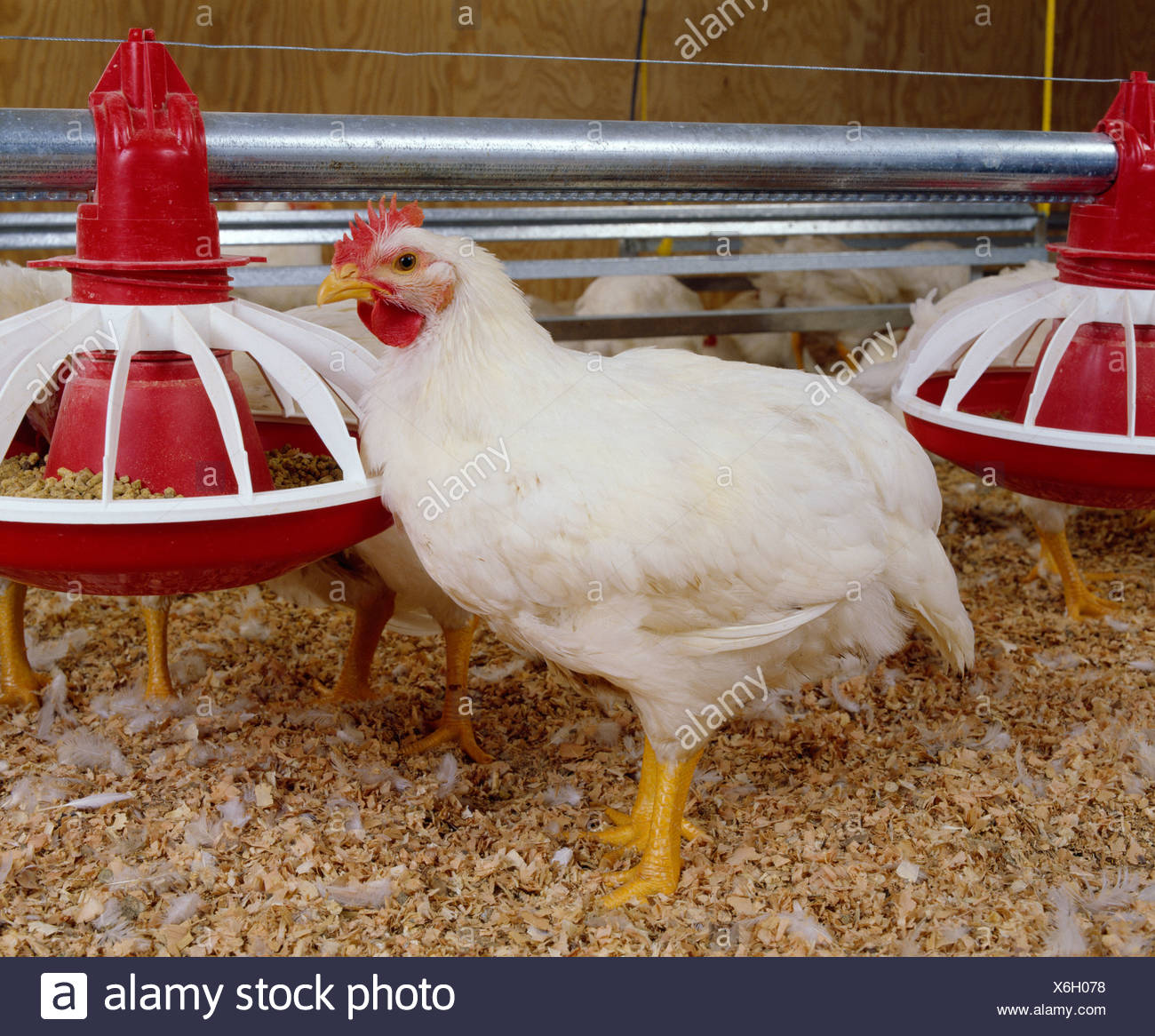Hubbard Chicken High Resolution Stock Photography and Images Alamy