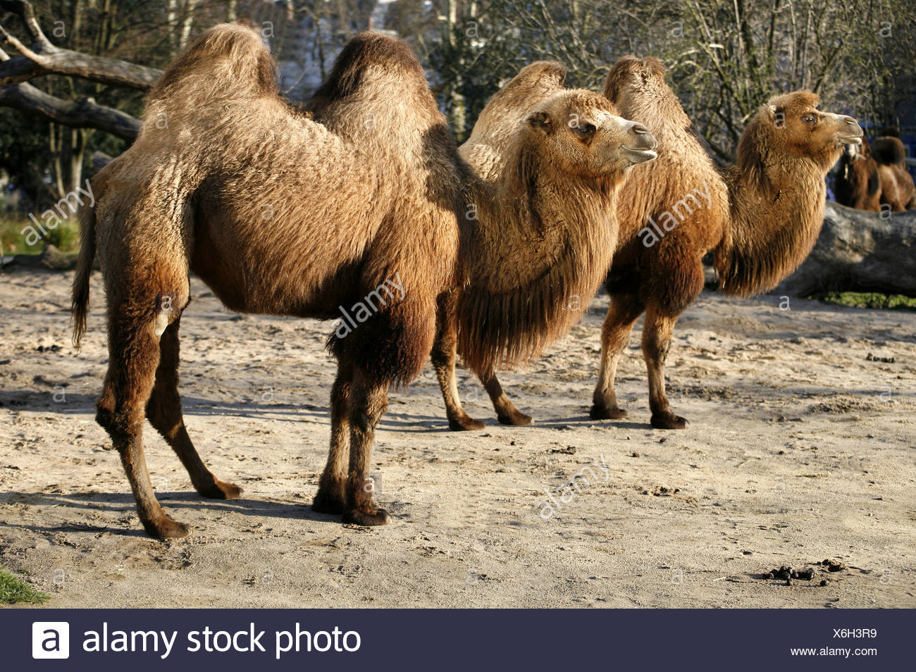 Bactrian Camel Camelus Bactrianus With Two Humps Stock Photo Alamy