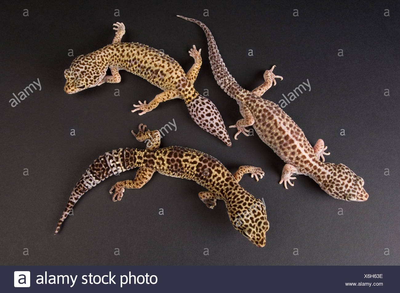 three female leopard geckos eublepharis macularius at the zoo