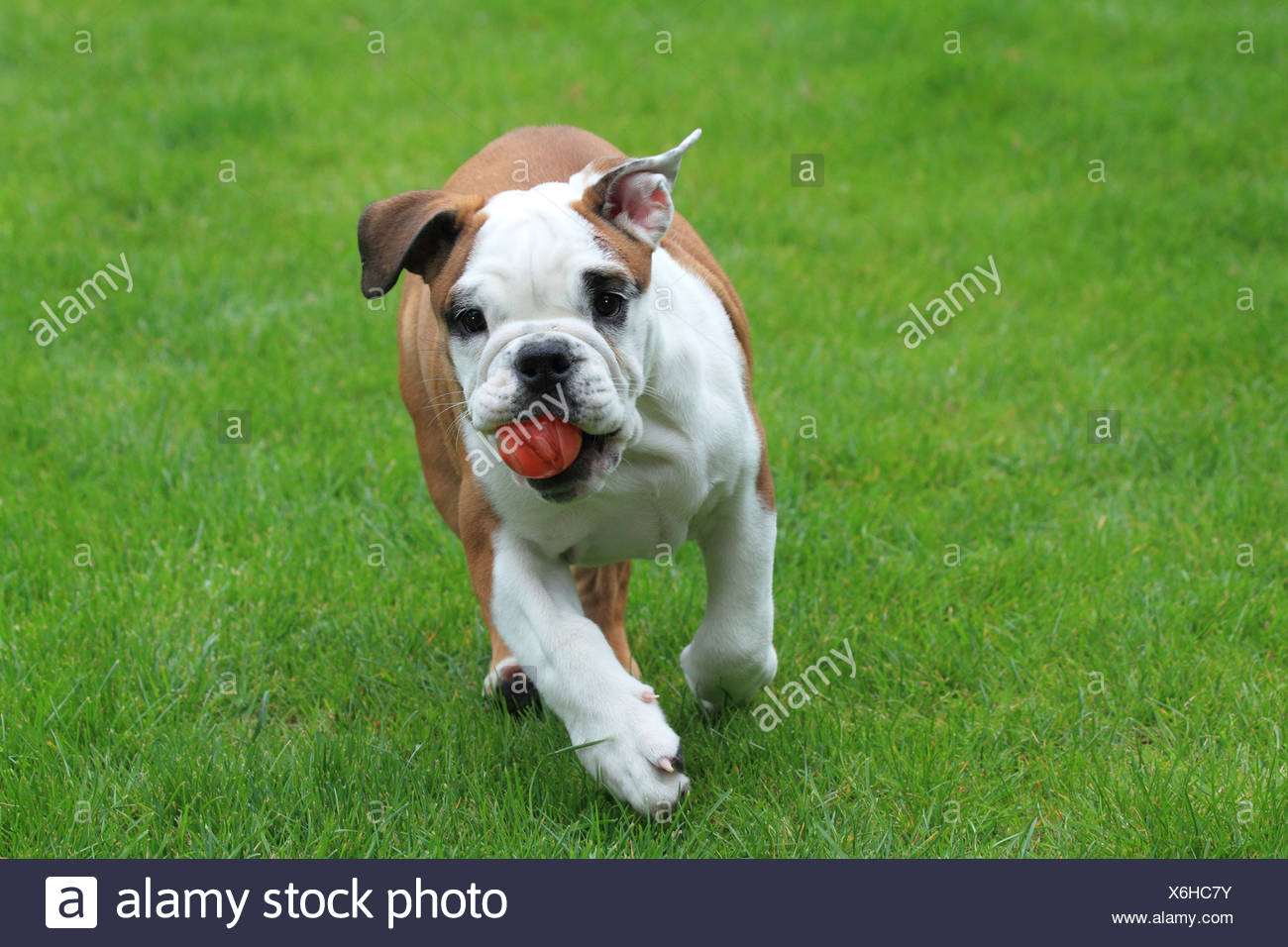 American Bulldog Canis Lupus F Familiaris Young Bulldog Running Over A Lawn Germany Stock Photo Alamy