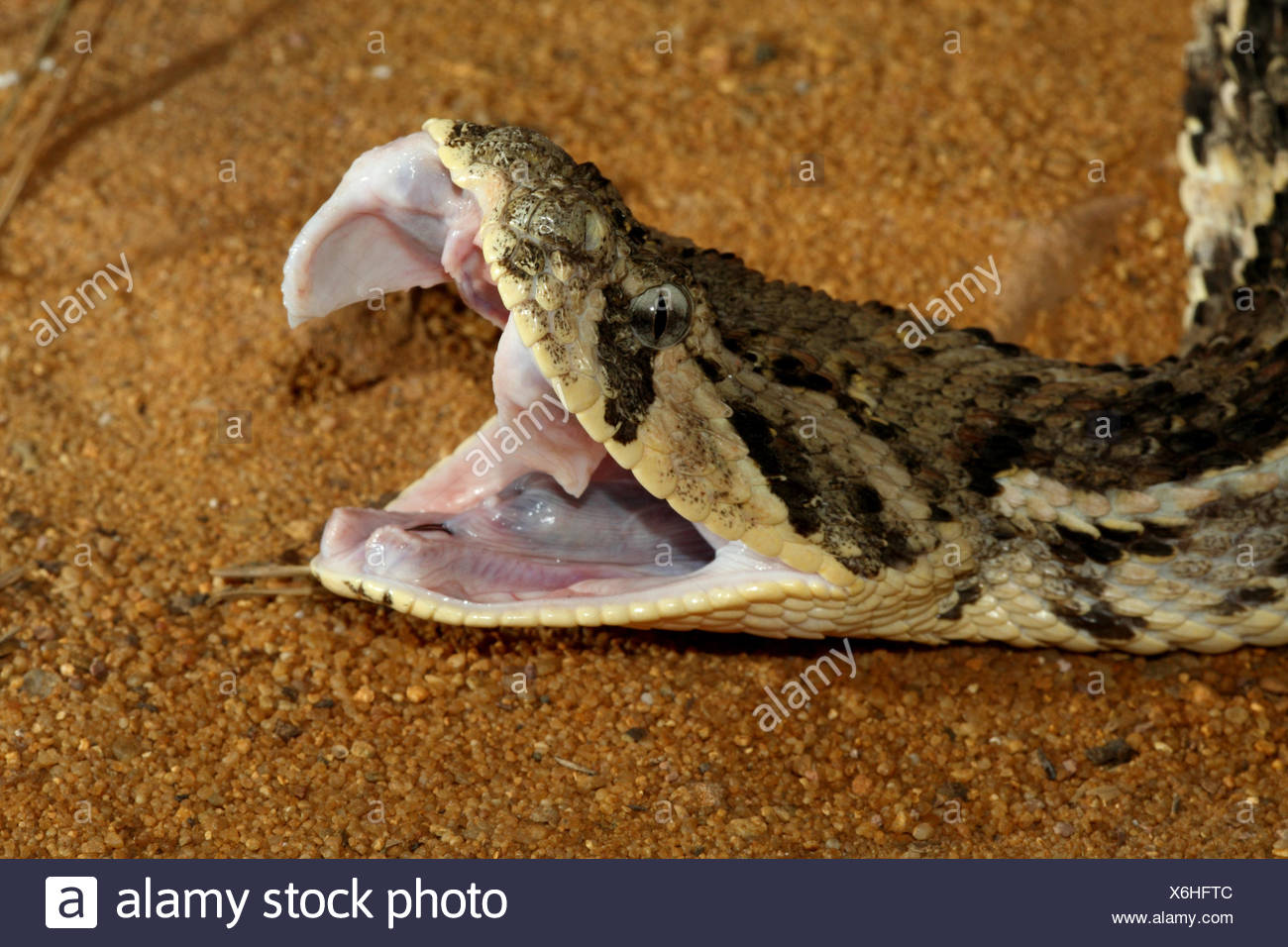 A Venomous Puff Adder Stock Photos & A Venomous Puff Adder Stock Images