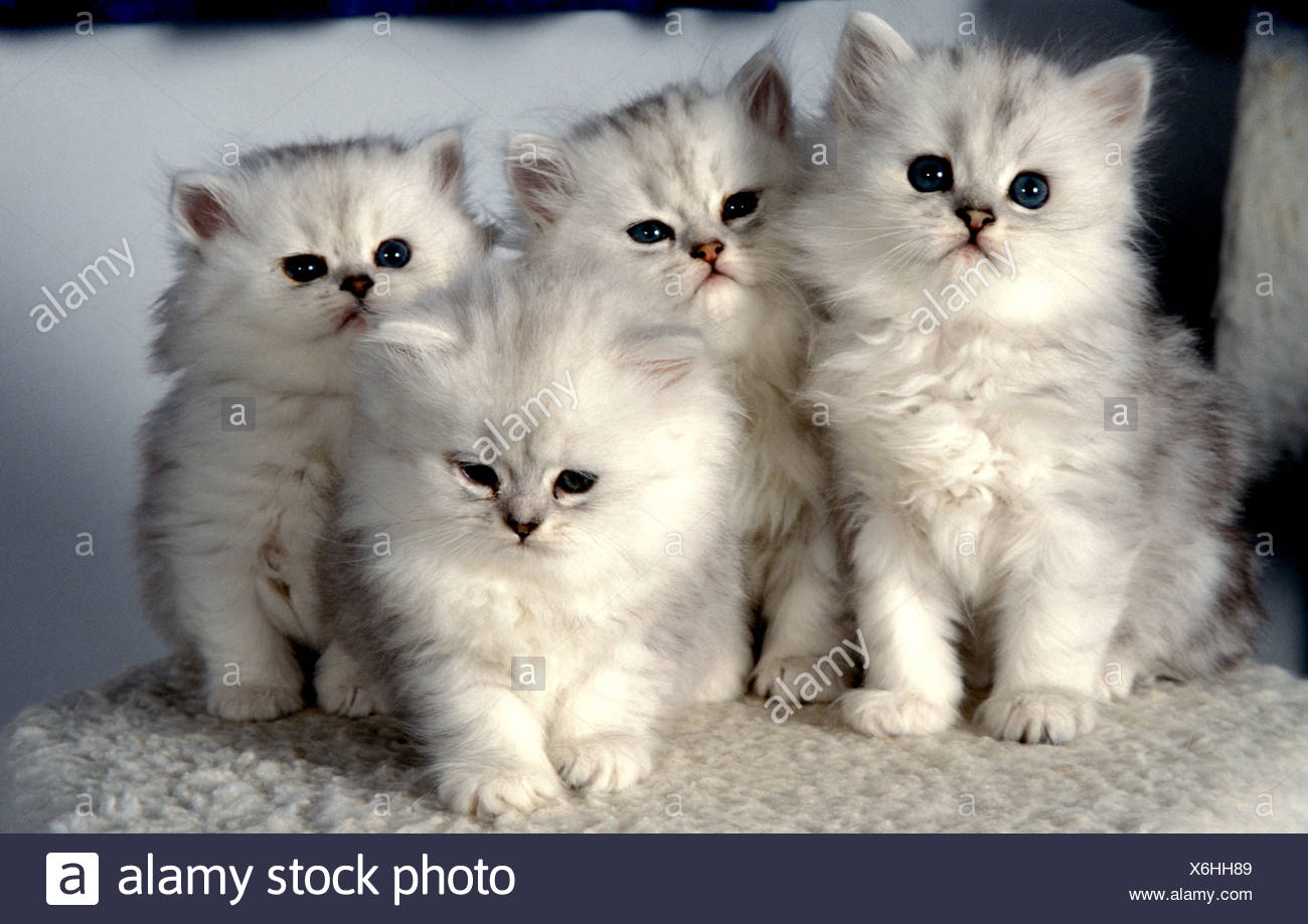 silver tipped chinchilla persian kittens