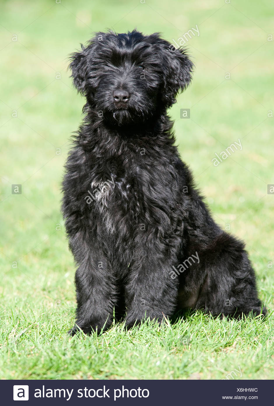 black briard puppy