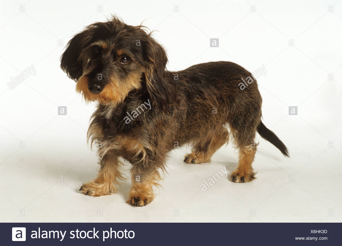 white wire haired dachshund