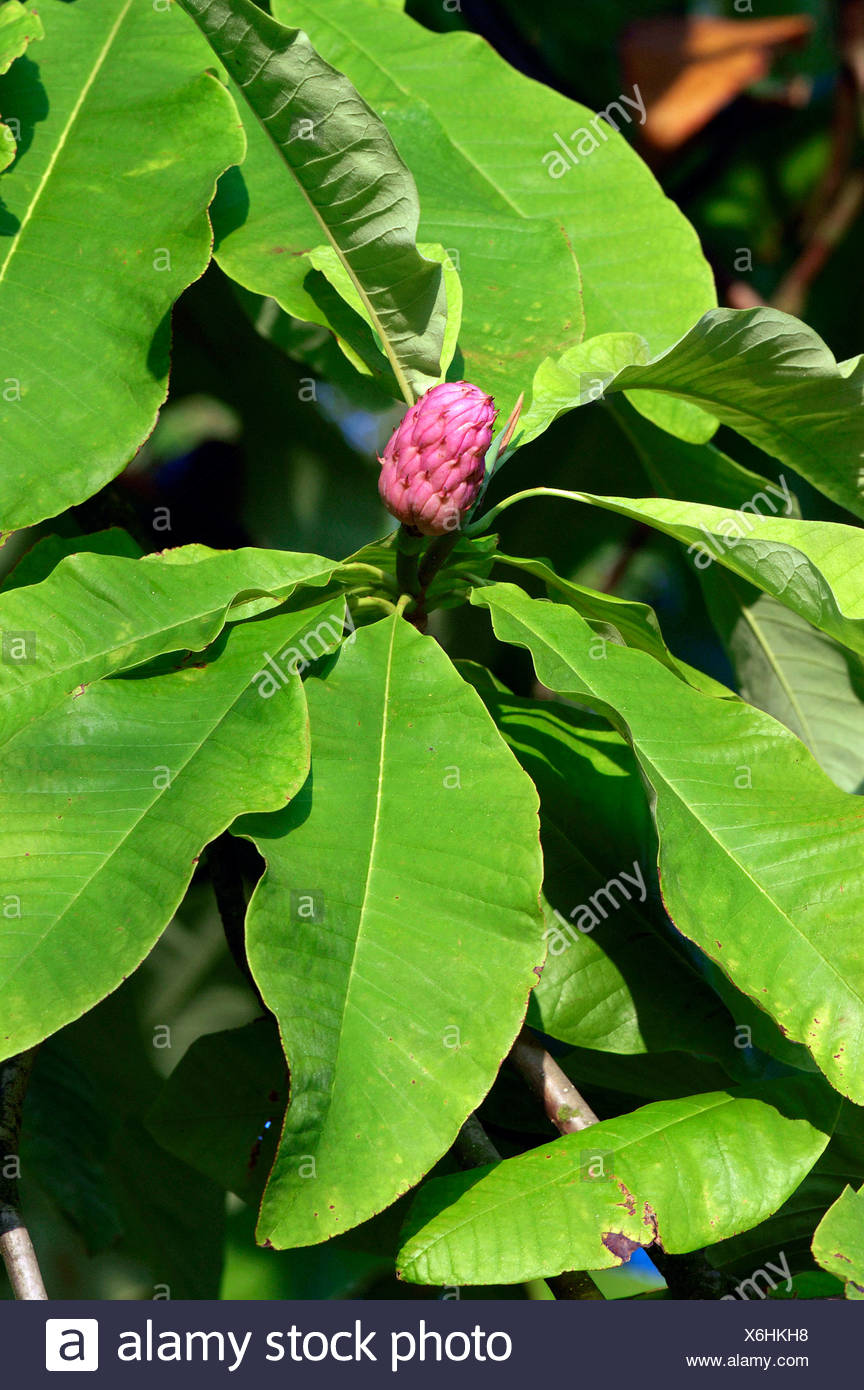Umbrella Magnolia High Resolution Stock Photography and Images Alamy